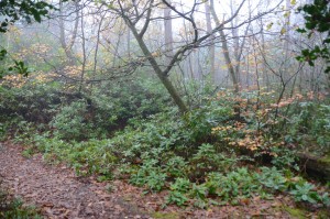 Rhododendron infestation at the northern end of Marjorie's Path before clearance in October 2014