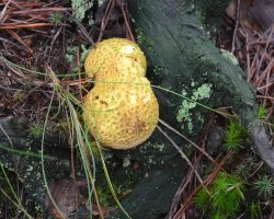 Fungi in November