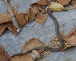 Juvenile grass snake