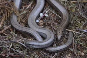 Slow worm under refugia