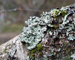 Lichen (Hypogymnia physodes)