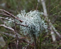 Lichen - Ramalina farinacea